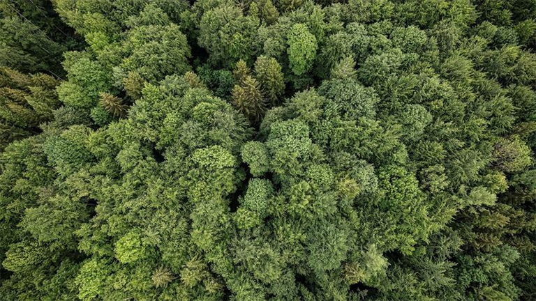 Фото 2 Canon EOS R5