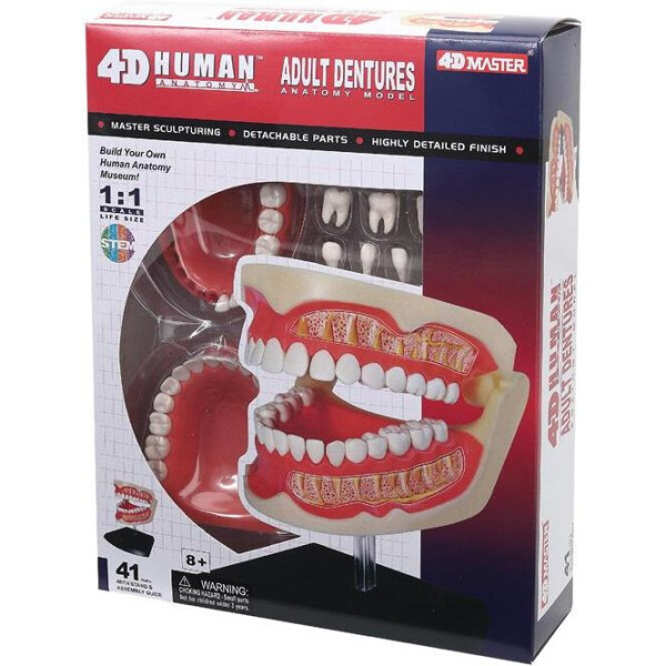 

Объемная анатомическая модель 4D Master Зубной ряд человека (FM-626015)