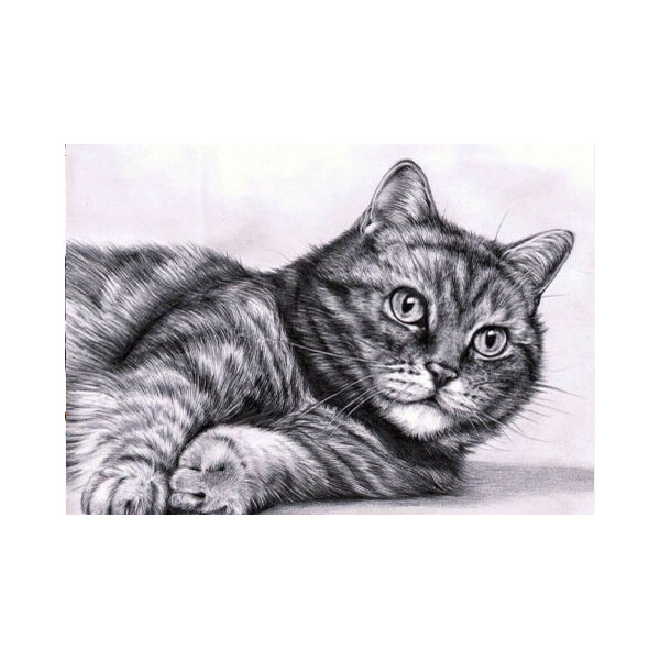 

Алмазная вышивка Лежебока