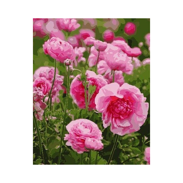 

Картина по номерам Квітуче поле, 40x50 см., ArtStory