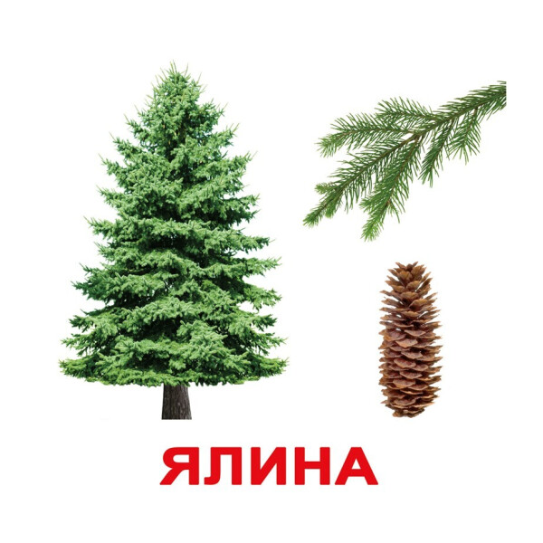 

Карточки Домана ДЕРЕВА большие 20 (укр) 16.5х19.5см