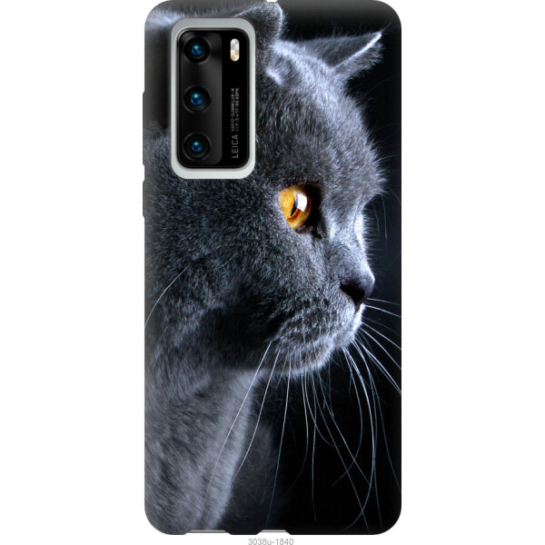 

на Huawei P40 Красивый кот