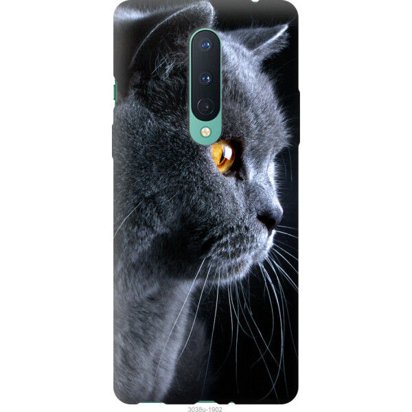 

на OnePlus 8 Красивый кот