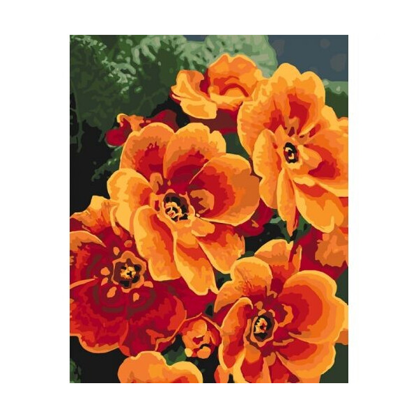 

Картина по номерам 'Примула оранжевая' КНО3050