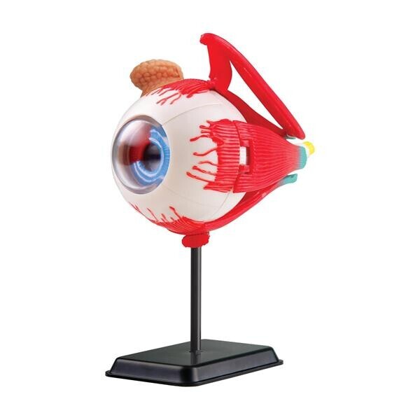

Набор для исследований Edu-Toys Модель глазного яблока сборная, 14 см (SK007)