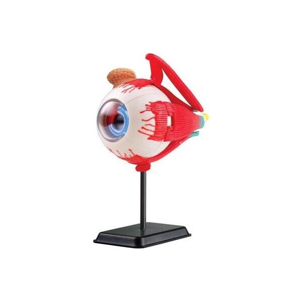 

Набор для исследований Edu-Toys Модель глазного яблока сборная, 14 см (SK007)