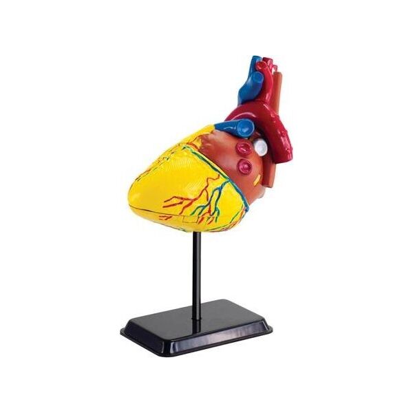 

Набор для исследований Edu-Toys Модель сердца человека сборная, 14 см (SK009)