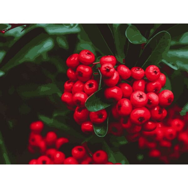 

Картина по номерам Art Craft Красные ягоды 40*50 см 12011-АС