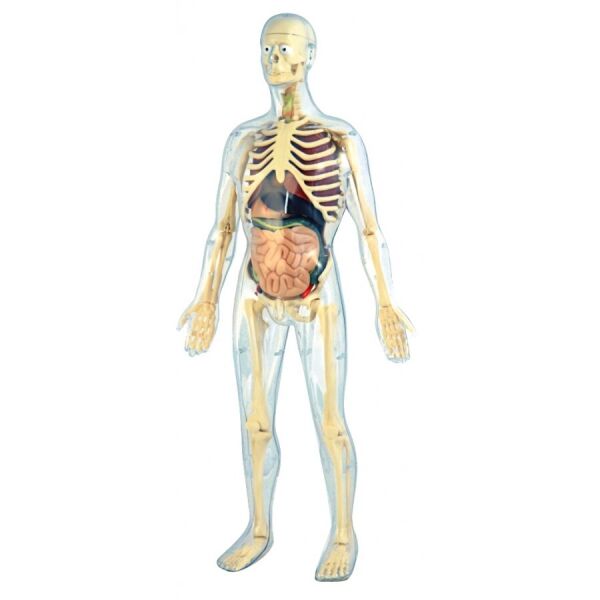 

Анатомический конструктор Miniland Human Anatomy