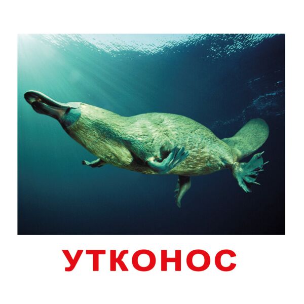 

Карточки большие русские с фактами «Экзотические животные»(096389)
