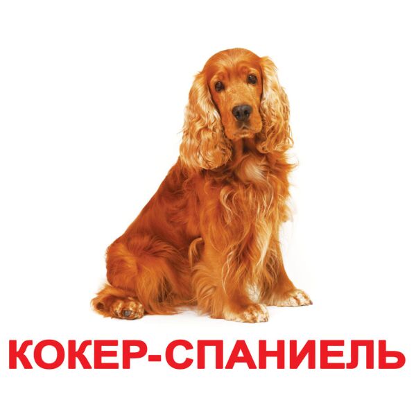 

Карточки большие русские с фактами «Породы собак» 20шт(096303)