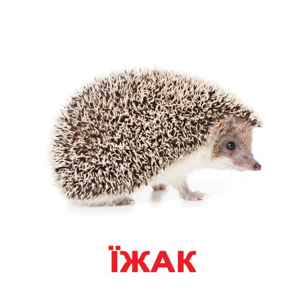 

Карточки большие украинские с фактами «Дикі тварини»(221514)