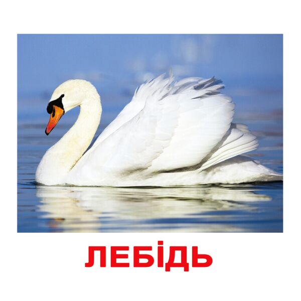 

Карточки большие украинские с фактами «Птахи» 20 карточек(096532)