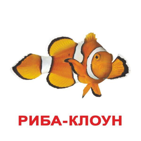 

Карточки большие украинские с фактами «Мешканцы водойм»(241512)