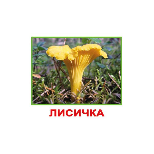 

Карточки мини русские с фактами «Грибы» 20 карточек(096648)