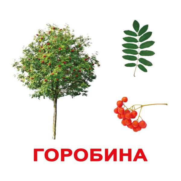 

Карточки большие украинские с фактами, ламинированные Дерева(094415)
