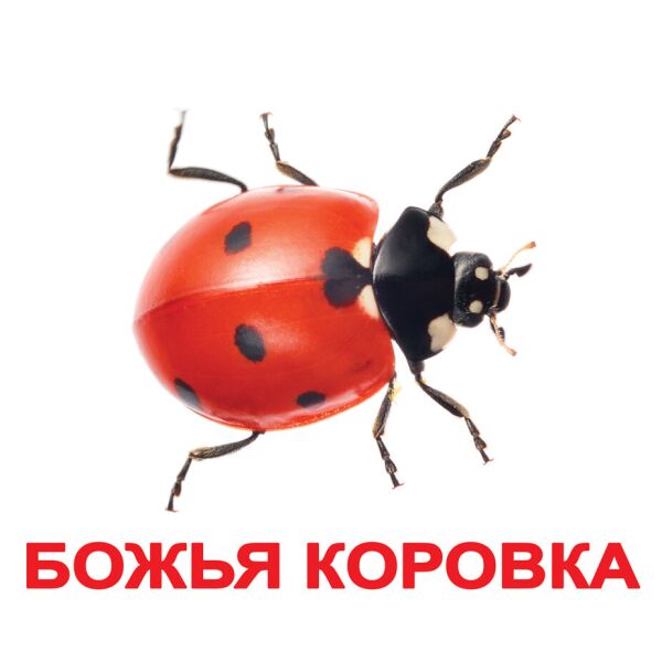 

Карточки большие русские с фактами, ламинированные Насекомые(055812)