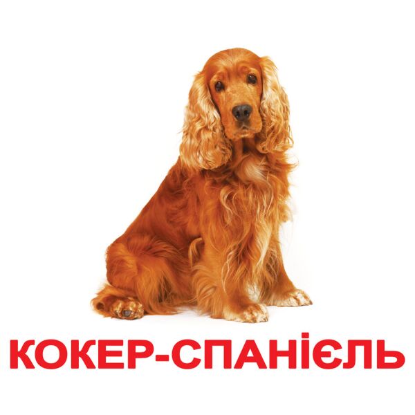 

Карточки большие украинские с фактами «Породи собак» 20 карт(388514)