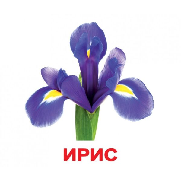 

Карточки большие русские с фактами, ламинированные «Цветы»(135316)
