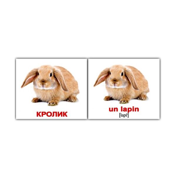 

Карточки мини русско-французские Дом. живот./Les animaux dom(095801)