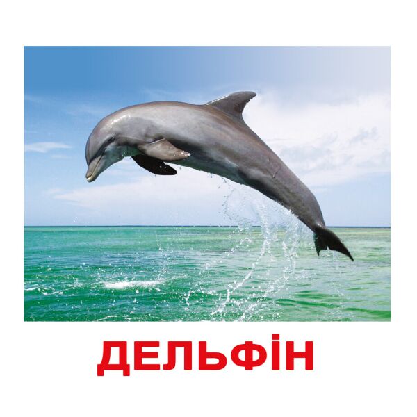 

Карточки большие украинские с фактами «Мешканці водойм» 20шт(096518)