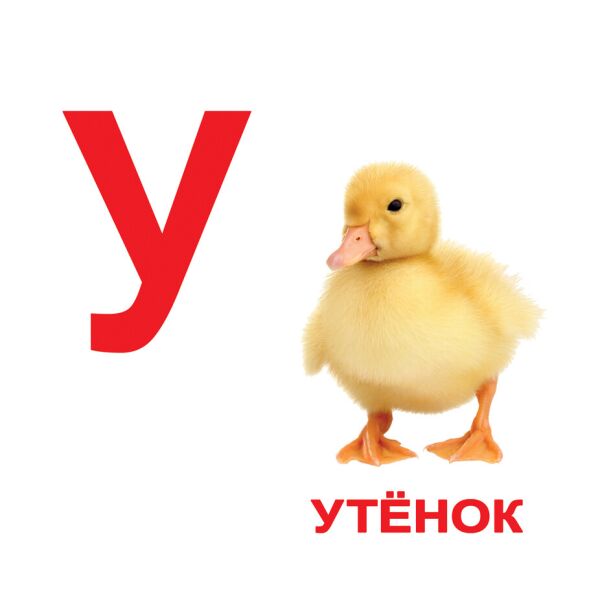 

Карточки большие русские с фактами «Алфавит», ламинированные(097904)