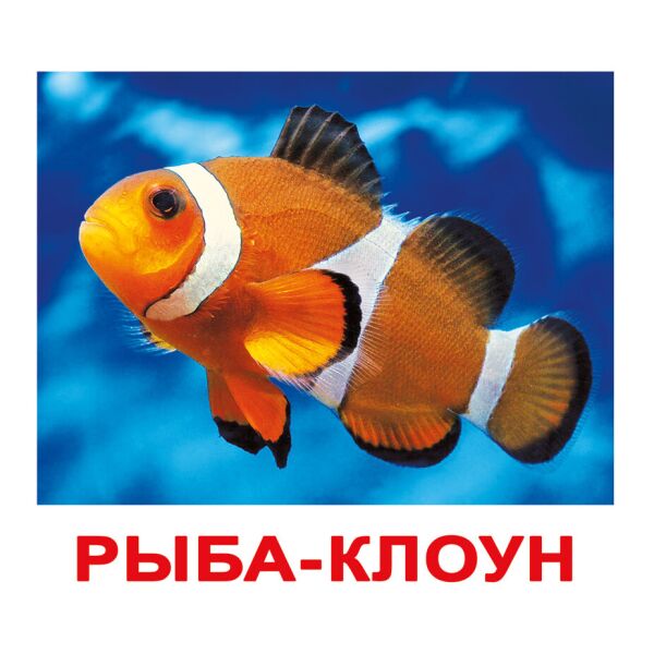 

Карточки большие русские с фактами «Обитатели воды» 20шт(095528)