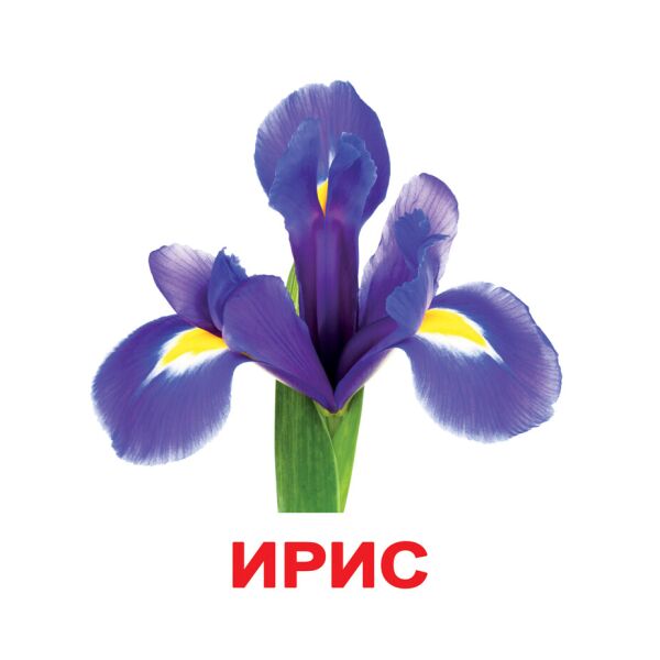 

Карточки большие русские с фактами «Цветы» 20шт(095122)