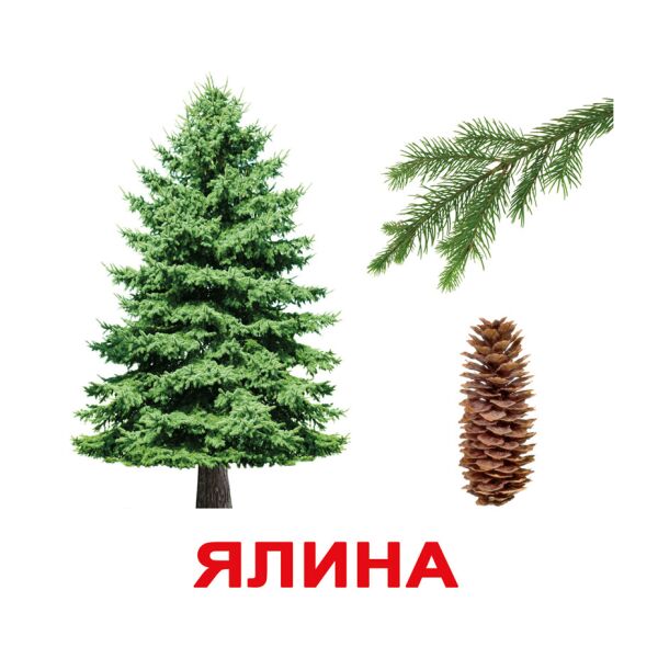 

Карточки большие украинские с фактами «Дерева» 20 карточек(097034)