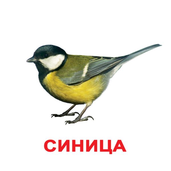 

Карточки большие русские с фактами, ламинированные «Птицы»(065514)