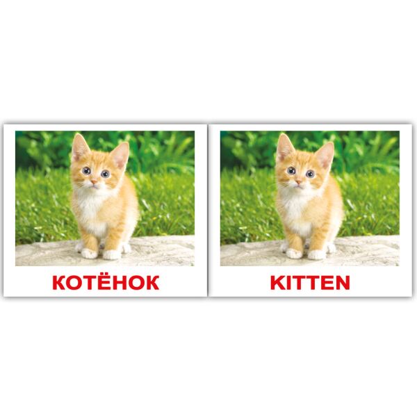 

Карточки мини русско-английские Домашние животные/Domestic(096754)