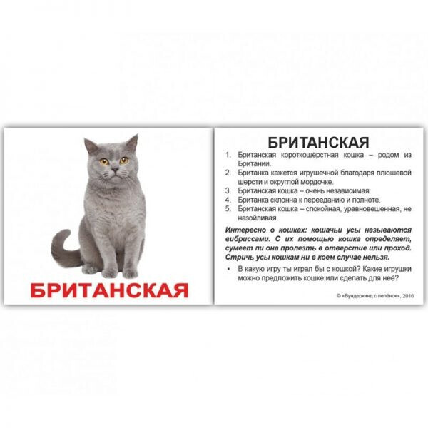 

Карточки мини русские с фактами «Породы кошек» 20 карточек(379512)
