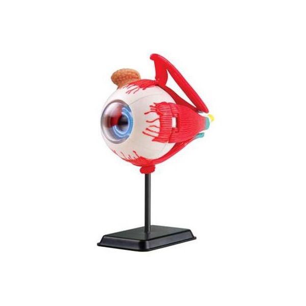 

Набор для экспериментов EDU-Toys Модель глазного яблока сборная, 14 см (SK007)