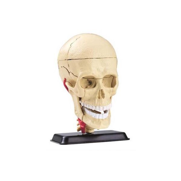 

Набор для экспериментов EDU-Toys Модель черепа с нервами сборная, 9 см (SK010)