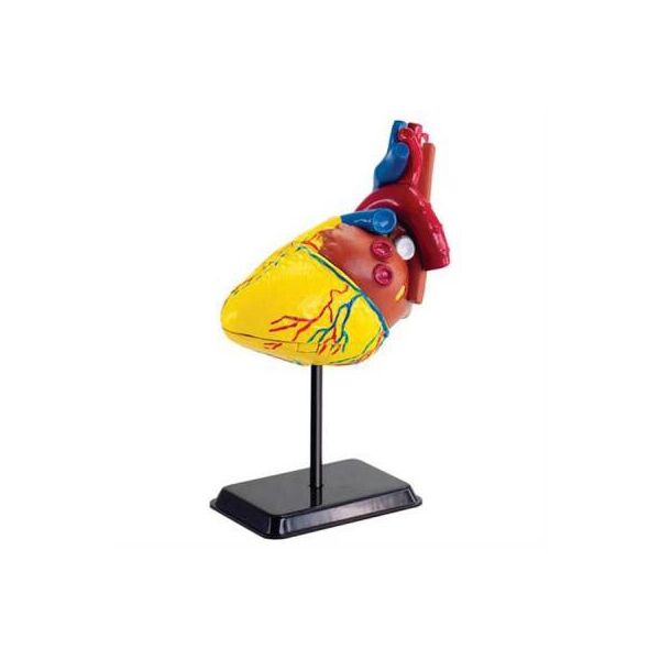 

Набор для экспериментов EDU-Toys Модель сердца человека сборная, 14 см (SK009)