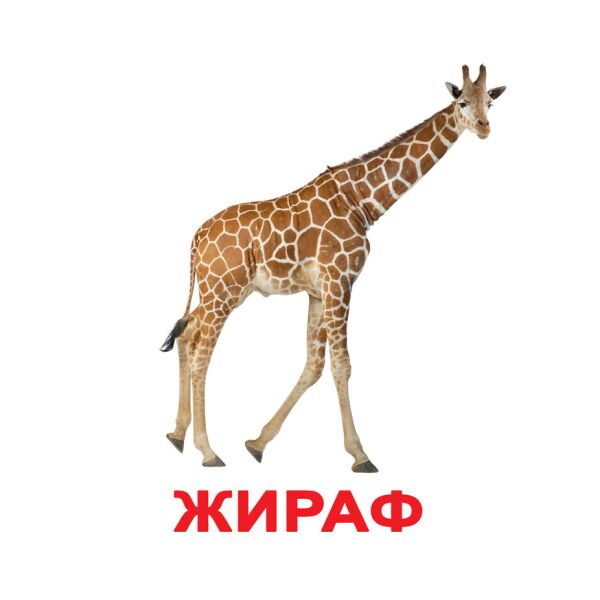 

Карточки большие русские с фактами «Дикие животные» 20шт(095061)