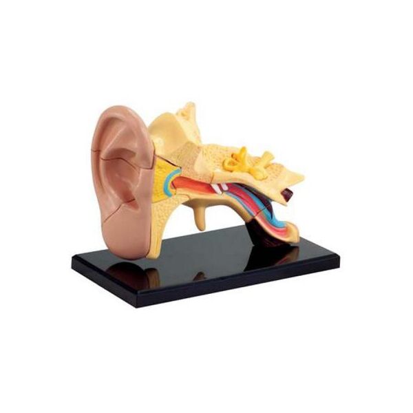 

Набор для экспериментов EDU-Toys Модель анатомия уха сборная, 7.7 см (SK012)