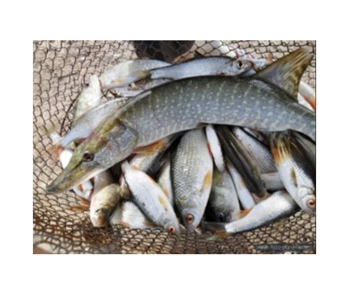 Фото - удилище Удилище телескопическое поплавочное Royal Fish Pole Rod 600 с кольцами