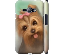 Купить - чехол для смартфона  Чехол 3d пластиковый матовый на телефон Samsung Galaxy J1 Ace J110H Нарисованный йоркширский терьер "928m-215-1529"