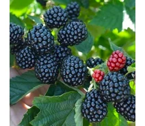 Купить - саженца ягодной культуры  Саженцы ежевики Киова - 2-летний