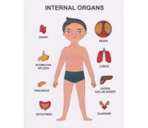 Купить - пазл  Пазлы обучающие Internal Organs Strateg № 2 (Strateg) (30349)
