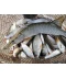 Фото № 10 Удилище телескопическое поплавочное Royal Fish Pole Rod 600 с кольцами