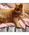 Фото № 4 Влажный корм Alpha Spirit Duck Sterilized для стерилизованных котов 200 г (as311155)