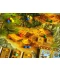 Фото № 6 Настольная игра FeelIndigo Каменный век (Stone Age)