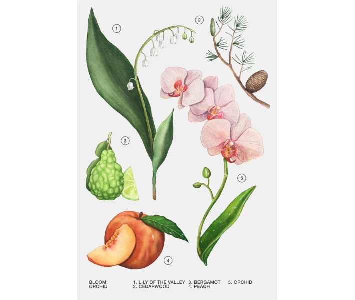 Фото - женскую парфюмерию Парфумована вода для жінок ZARA Orchid 30ml