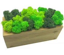 Придбати - кімнатна рослина і квітка  Стабілізований мох SO Green в горщику з дерева 20 × 8 см (003)