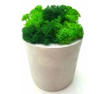 Придбати - кімнатна рослина і квітка  Стабілізований мох SO Green в горщику з гіпсу 10 × 7,5 см (00101)