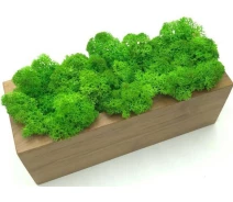Придбати - кімнатна рослина і квітка  Стабілізований мох SO Green в горщику з дерева 20 × 8 см (0030)