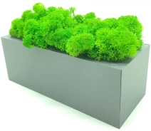 Придбати - кімнатна рослина і квітка  Стабілізований мох SO Green в горщику з дерева 20 × 8 см (0032)