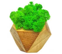 Придбати - кімнатна рослина і квітка  Стабілізований мох SO Green в дерев'яному кашпо шестигранному 7 × 7 см (022)